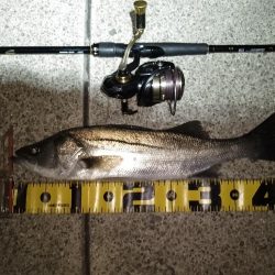 釣り納め…かな？