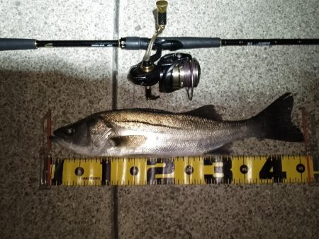 釣り納め…かな？