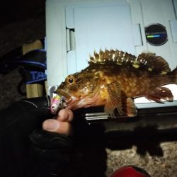 大発明! プラグワームで初めてのメバル!!