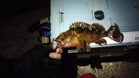 大発明! プラグワームで初めてのメバル!!