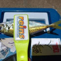 2023/12/27 南港ライトゲーム釣行 (アジ狙い)