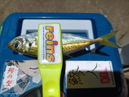 2023/12/27 南港ライトゲーム釣行 (アジ狙い)