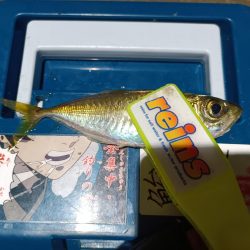 2023/12/28 南港ライトゲーム釣行 (アジ狙い)