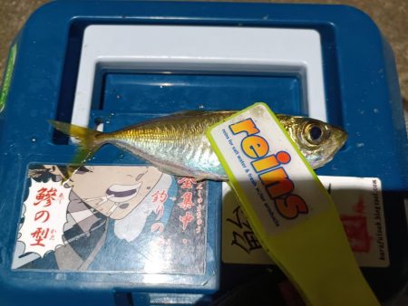 2023/12/28 南港ライトゲーム釣行 (アジ狙い)