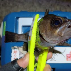 2023/12/30 南港ライトゲーム釣行 (メバル狙い)