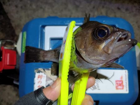 2023/12/30 南港ライトゲーム釣行 (メバル狙い)