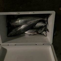 続舞鶴サゴシ祭り