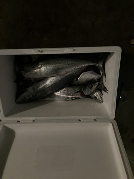 続舞鶴サゴシ祭り