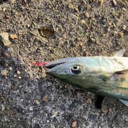 白杉サゴシポツポツ