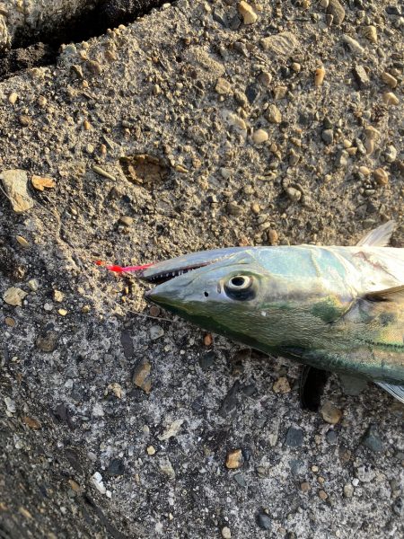 白杉サゴシポツポツ