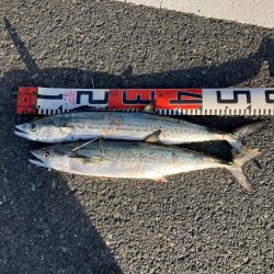 サゴシランガン