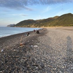 苦労の上のヒラソウダ