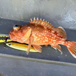 丹後半島沖ジギングで寒ブリ