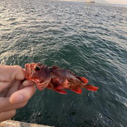 渋いシーズン到来