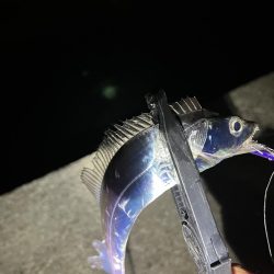 12月なのに太刀魚爆沸き！！