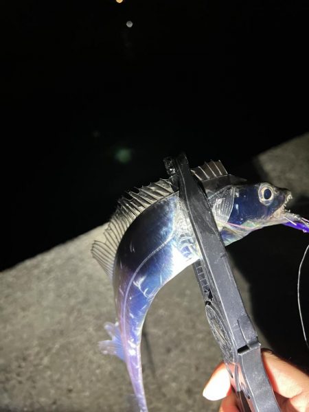 12月なのに太刀魚爆沸き！！