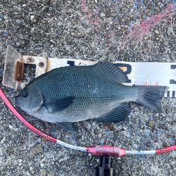 巨チヌにサヨリ、良型グレやスズメダイ大漁〜!!