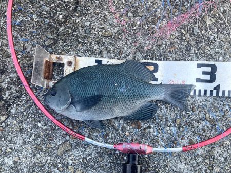 巨チヌにサヨリ、良型グレやスズメダイ大漁〜!!