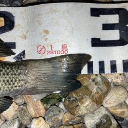 釣り納めはグレ狙い