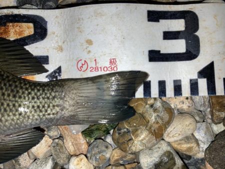 釣り納めはグレ狙い