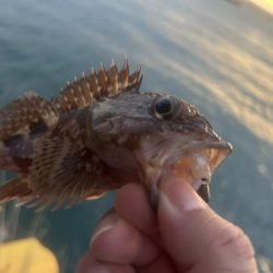 何にも釣れないときはガッシー!