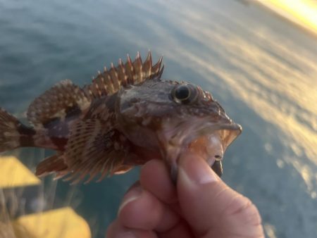 何にも釣れないときはガッシー!
