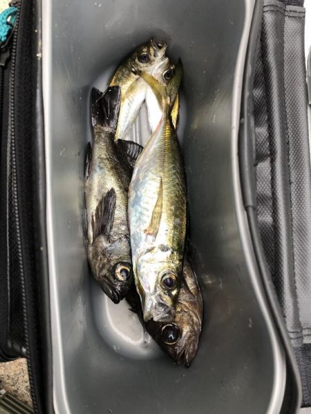 初心者アジング