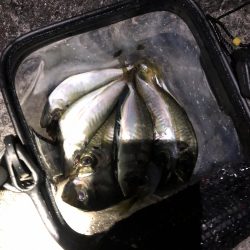 ビギナーアジンガー