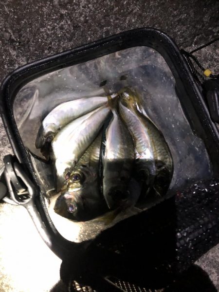 ビギナーアジンガー