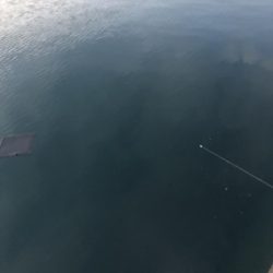 貸し切りアジング