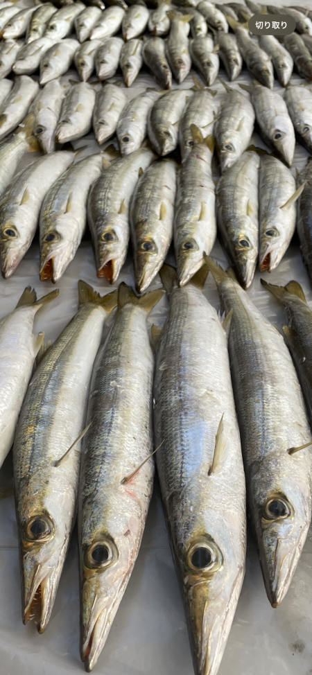 ★★釣り納めに行ったらとんでも無い事が★★