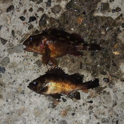 初冬のエビ撒き釣り 天気は良かったが