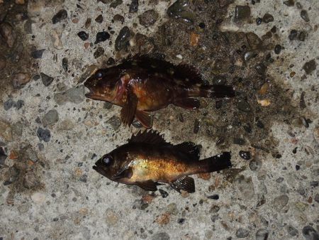 初冬のエビ撒き釣り 天気は良かったが