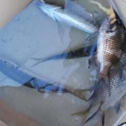 冬の寂しい釣果