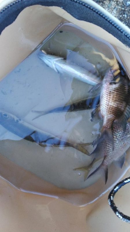 冬の寂しい釣果