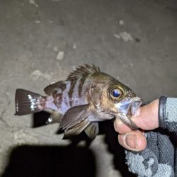 ヒイカエギング