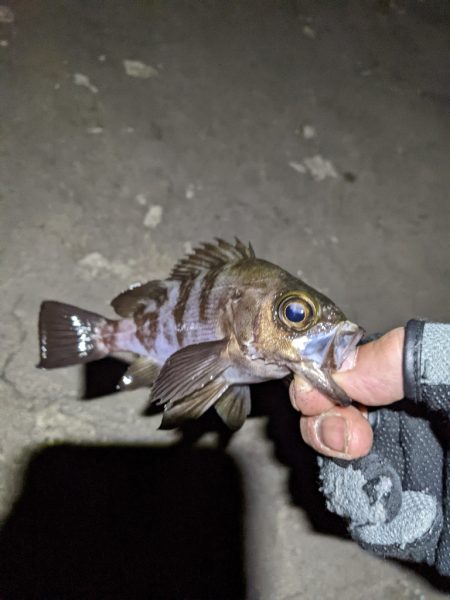 ヒイカエギング