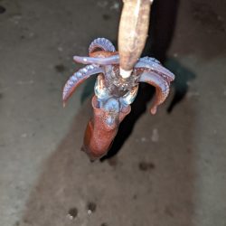 ヒイカ釣り納め