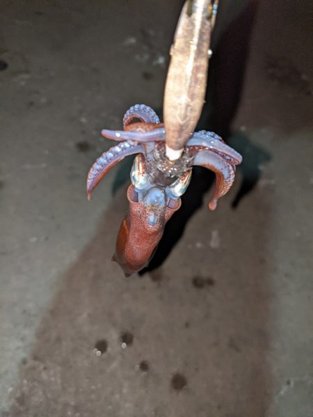 ヒイカ釣り納め