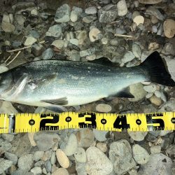 ヒラスズキで釣り納め