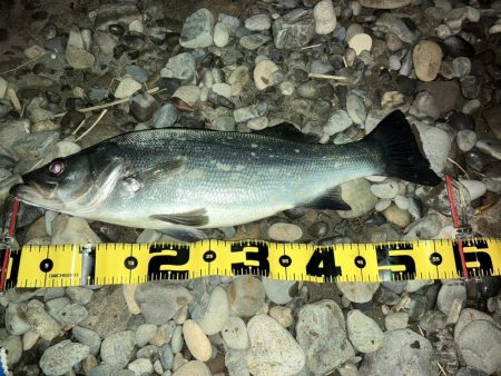 ヒラスズキで釣り納め