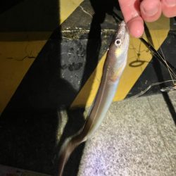 志筑 アナゴ大漁