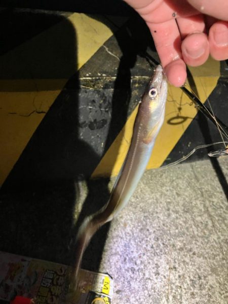 志筑 アナゴ大漁