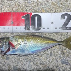 ナイトアジング