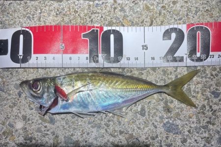 ナイトアジング