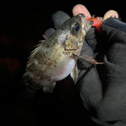 時合いまでのライトゲーム