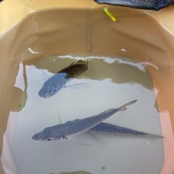 渋くなってきました