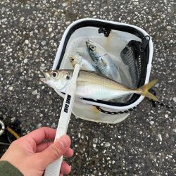 アジングとサビキ