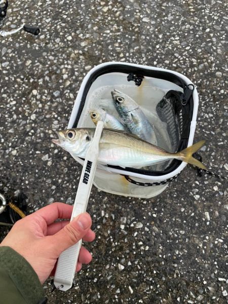 アジングとサビキ