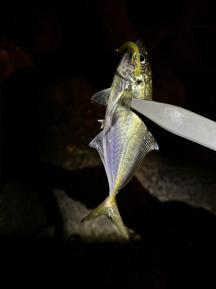 強風の中のアジング